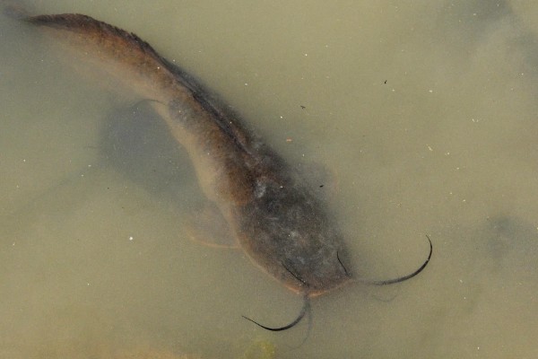 埃及鱼和塘鲺鱼的区别,前者体型大生长快、后者体型小生长慢