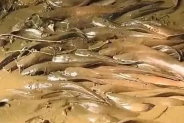 埃及鱼和塘鲺鱼的区别,前者体型大生长快、后者体型小生长慢