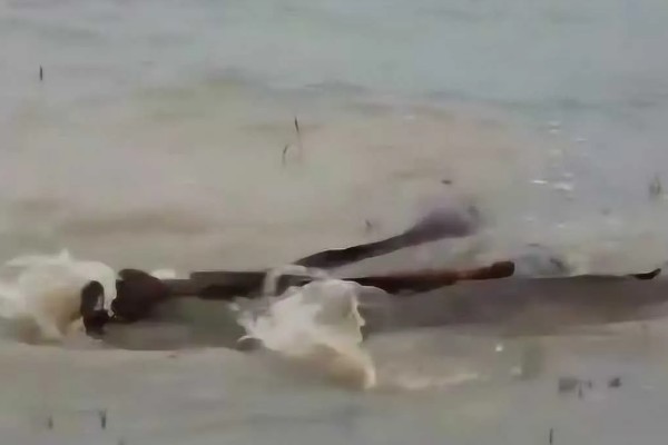 埃及鱼和塘鲺鱼的区别,前者体型大生长快、后者体型小生长慢