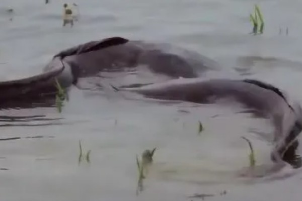 埃及鱼和塘鲺鱼的区别,前者体型大生长快、后者体型小生长慢