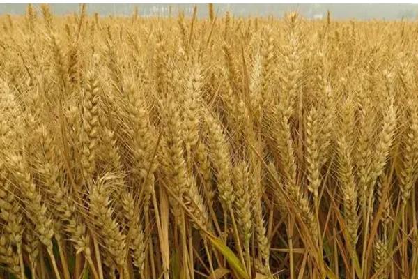 济麦22的产量表现，济麦22产量表现理想