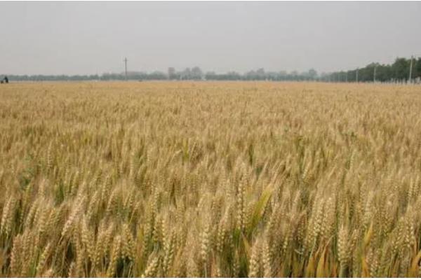 济麦22的产量表现，济麦22产量表现理想