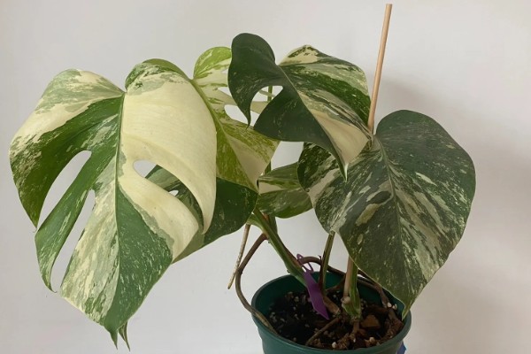 怎么养白锦龟背竹,适合在温暖的环境种植