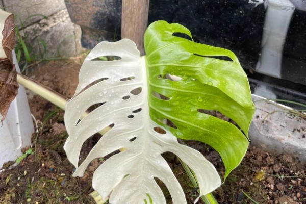 怎么养白锦龟背竹,适合在温暖的环境种植