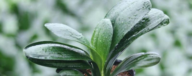 君子兰度夏与越冬的方法，夏季要经常在植株周围喷水增湿