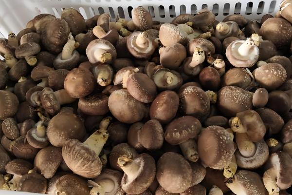 香菇放久变黑了还能吃吗，不宜食用