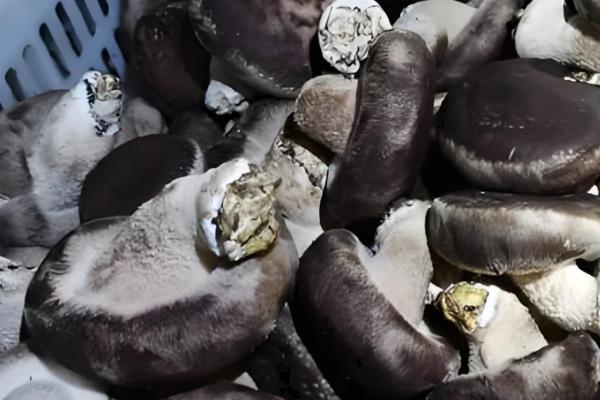 香菇放久变黑了还能吃吗，不宜食用