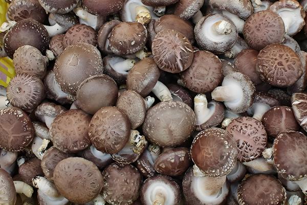 香菇放久变黑了还能吃吗，不宜食用