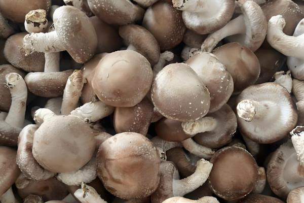 香菇放久变黑了还能吃吗，不宜食用