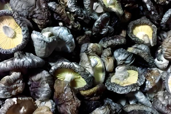 香菇放久变黑了还能吃吗，不宜食用