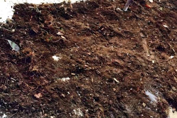 叶子花如何养殖,生长期要放在阳光充足的地方