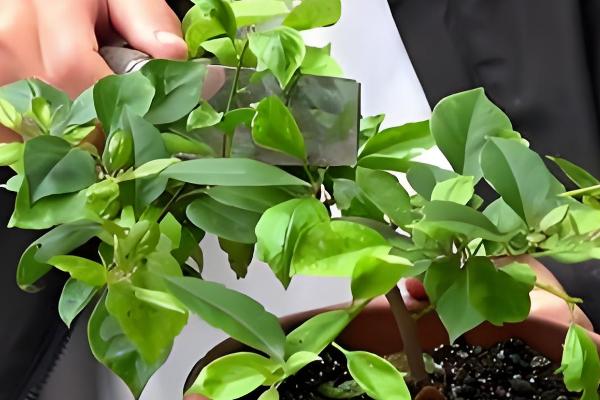 叶子花如何养殖,生长期要放在阳光充足的地方