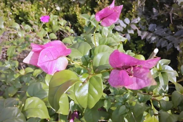 叶子花如何养殖,生长期要放在阳光充足的地方