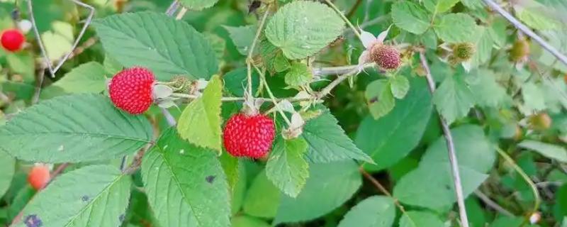 树莓和蔓越莓有什么区别，前者属于蔷薇科、后者属于杜鹃花科