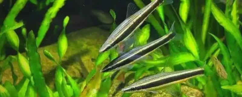 长麦穗鱼的简介，属于鲤科、麦穗鱼属淡水鱼类