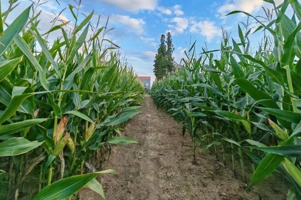 玉米高产种植技术，播种前要拌种