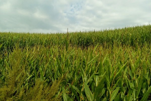 玉米高产种植技术，播种前要拌种