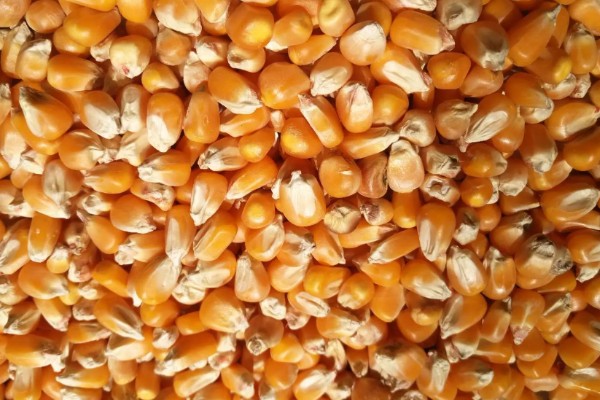 玉米高产种植技术，播种前要拌种