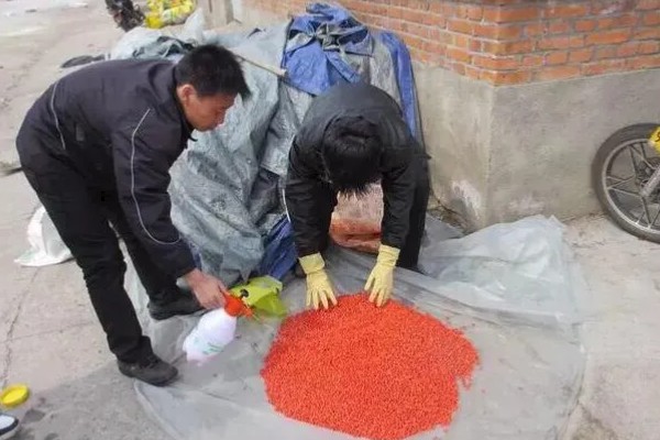 玉米高产种植技术，播种前要拌种