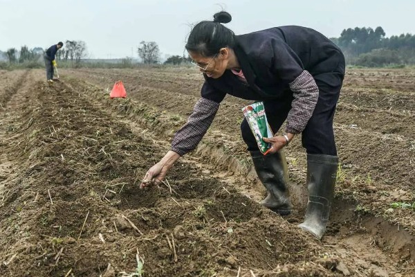 玉米高产种植技术，播种前要拌种