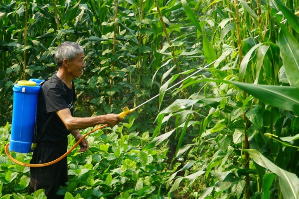 玉米高产种植技术，播种前要拌种