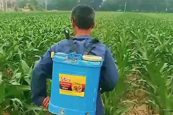 玉米高产种植技术，播种前要拌种