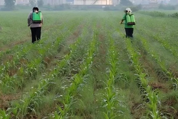 玉米高产种植技术，播种前要拌种