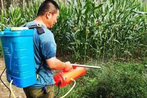 玉米高产种植技术，播种前要拌种