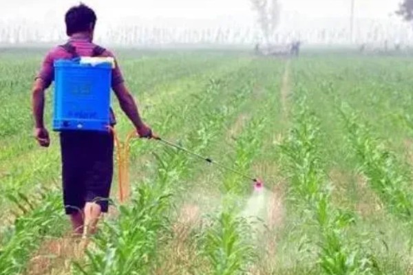 玉米高产种植技术，播种前要拌种