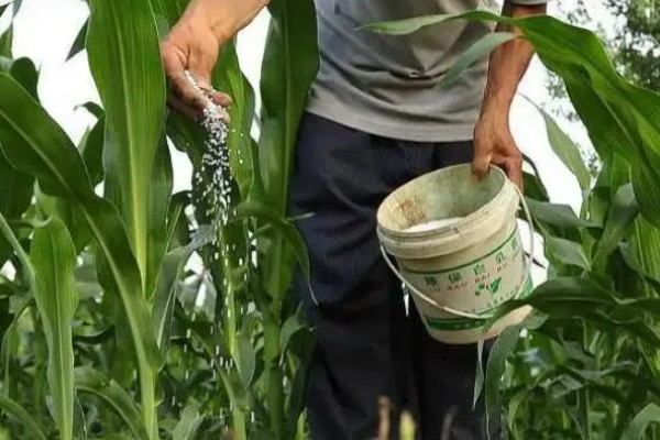 玉米高产种植技术，播种前要拌种