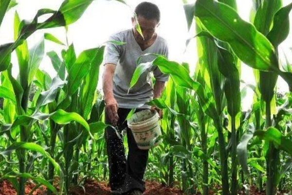 玉米高产种植技术，播种前要拌种