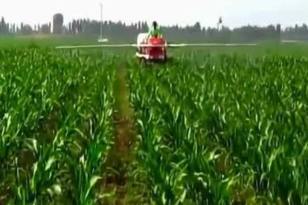 玉米高产种植技术，播种前要拌种