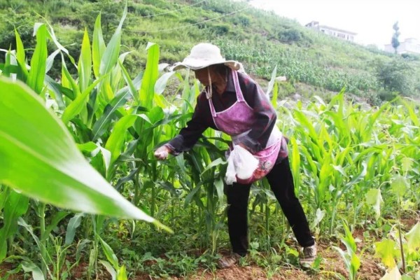 玉米高产种植技术，播种前要拌种