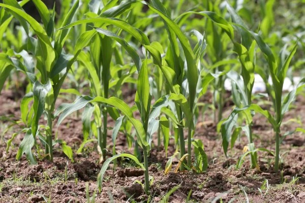 玉米高产种植技术，播种前要拌种