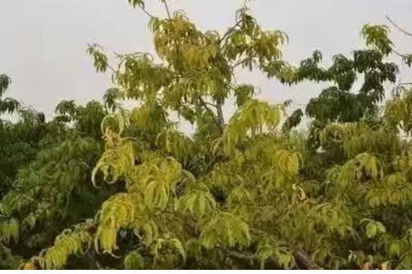 桃树顶端枯死的原因，可能是施肥不当所致