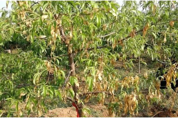 桃树顶端枯死的原因，可能是施肥不当所致