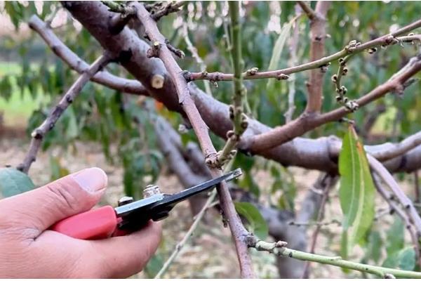 桃树顶端枯死的原因，可能是施肥不当所致