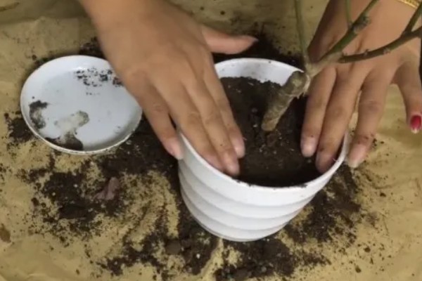 冬天怎么养盆栽梅花，需要提供适宜的光照