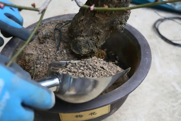 冬天怎么养盆栽梅花，需要提供适宜的光照