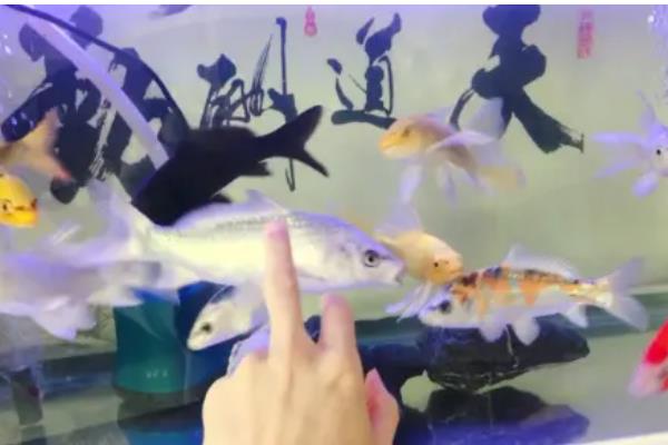 新手养锦鲤的方法,每天饲喂1-2次