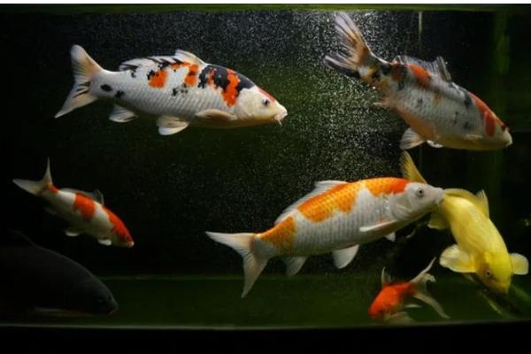 新手养锦鲤的方法,每天饲喂1-2次
