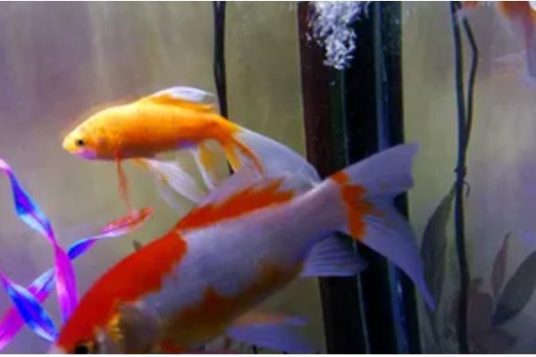 新手养锦鲤的方法,每天饲喂1-2次