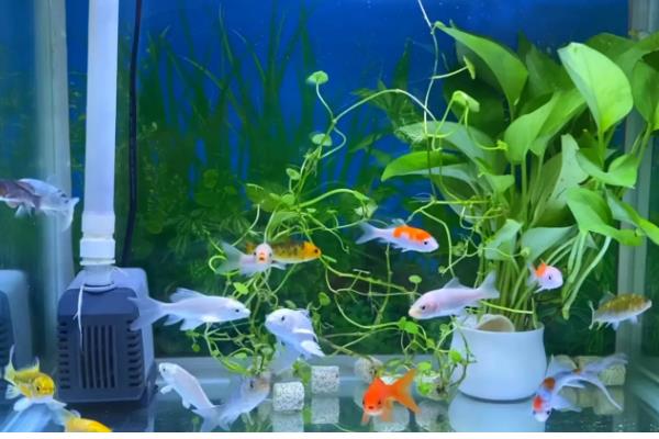 新手养锦鲤的方法,每天饲喂1-2次