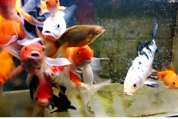 新手养锦鲤的方法,每天饲喂1-2次