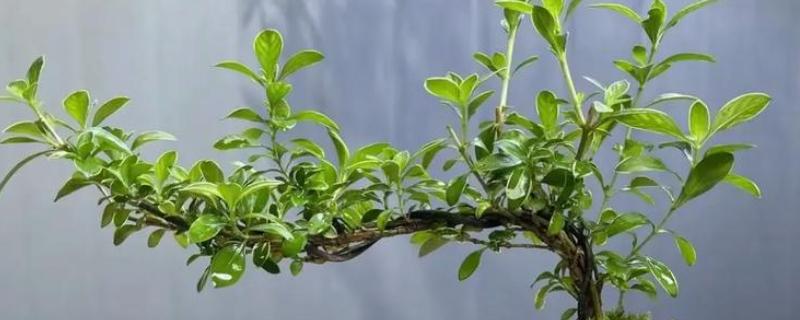 怎么养六月雪，生长旺季每月追施1-2次