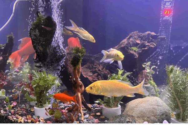 新手养锦鲤的方法,每天饲喂1-2次