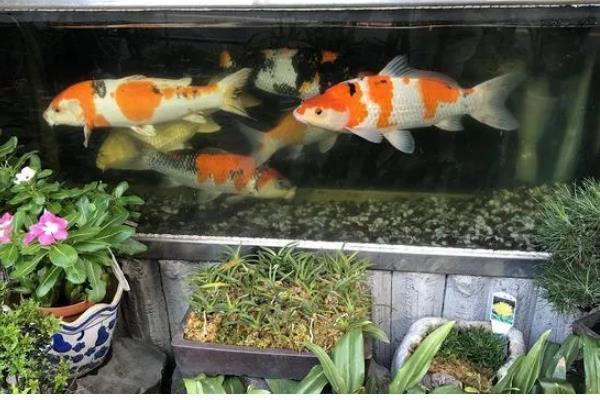 新手养锦鲤的方法,每天饲喂1-2次