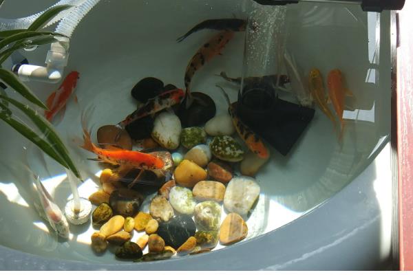 新手养锦鲤的方法,每天饲喂1-2次