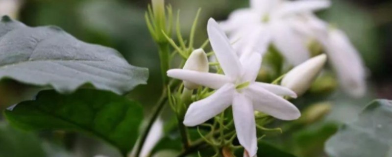 单瓣茉莉与双瓣茉莉有什么区别，前者花瓣为7-11枚、后者花瓣为13-18枚