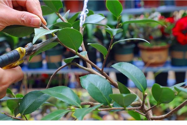 茶花喜酸吗，适合在疏松透气的微酸性土壤中生长